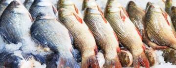 Декларації приймаються до 1 листопада: уряд запровадив декларування права на промислове рибальство 