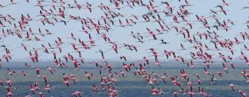 До національного природного парку «Тузлівські лимани» знову прилетіли рожеві фламінго