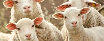 Арцизький районний суд виніс вирок серійному викрадачу овець