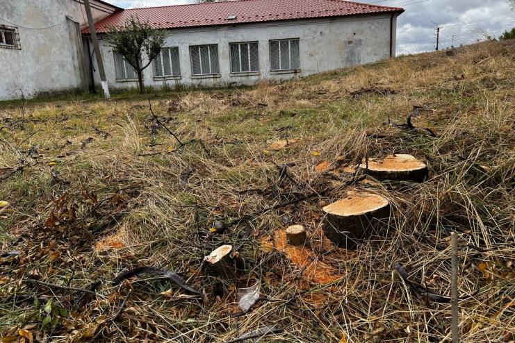 Арциз протягом років продовжує перетворювати свої міські насадження на дрова