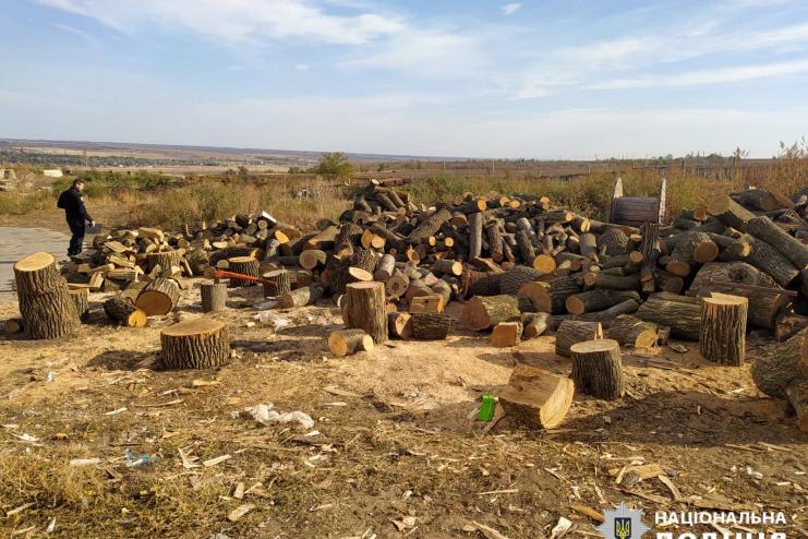 Зрубаний ліс: арцизькі поліцейські надали офіційну інформацію