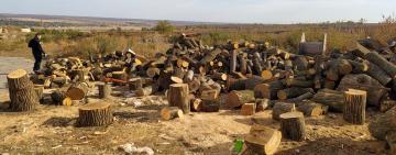 Зрубаний ліс: арцизькі поліцейські надали офіційну інформацію