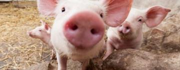 На Тарутинщині свиня травмувала хлопця