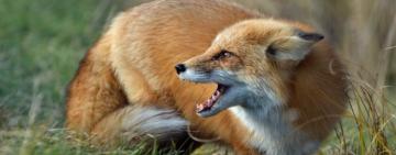 В Ізмаїльському районі розпочата пероральна імунізація диких м’ясоїдних тварин від сказу: що потрібно знати