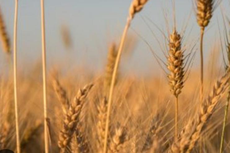 Озимими зерновими на Одещині засіяли лише 44% запланованих площ