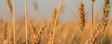 Озимими зерновими на Одещині засіяли лише 44% запланованих площ