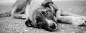 На Одещині поліцейські розслідують факт жорстокого поводження з собакою, що призвело до його загибелі 