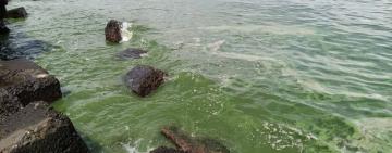 Морепродукти та риба, виловлені поряд з одеським узбережжям, досі непридатні до вживання