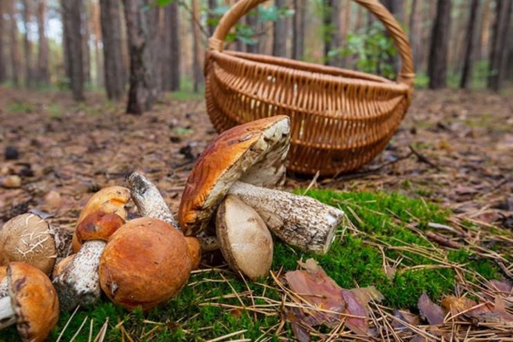 Житель Одеської області помер від отруєння грибами