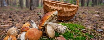 Житель Одеської області помер від отруєння грибами