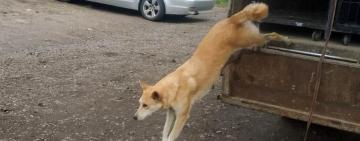 Як громада піклується про безпритульних тварин: собак стерилізують та повертають на місце відлову у Білгороді-Дністровському