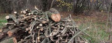 На території двох районів Одещини викрито людей, які знищували дерева