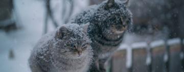 На Одещину рухається новий та ще більший циклон