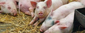 На території спецзакладу на Одещині виявили африканську чуму свиней