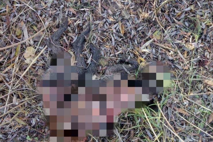 В місті на Одещині хтось безжально катує і вбиває собак: жителі б’ють на сполох