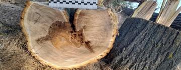 Житель Болградського району напиляв біля Арцизу дерев на кримінальну відповідальність