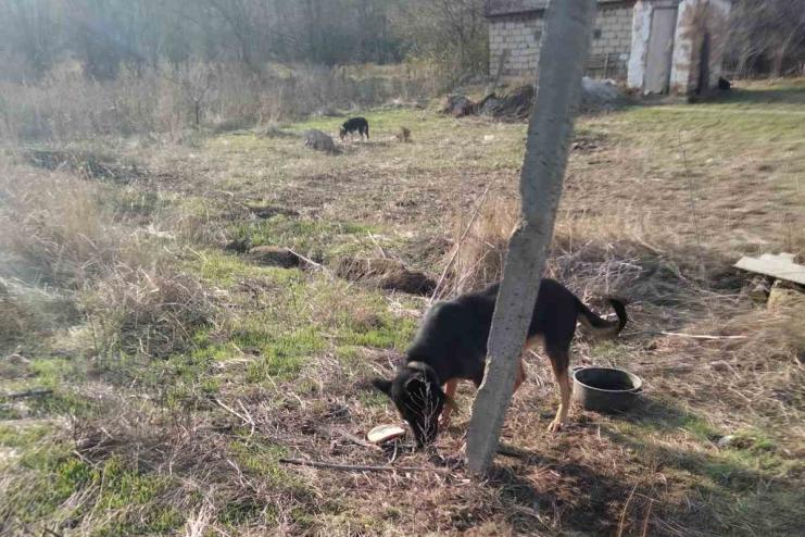Просто неба й на короткому ціпку: в Болградському районі відомо вже про другий геноцид тварин
