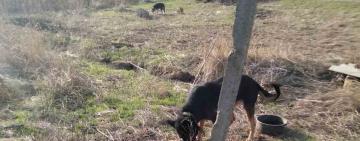 Просто неба й на короткому ціпку: в Болградському районі відомо вже про другий геноцид тварин