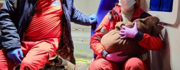 Чергові пологи в кареті швидкої