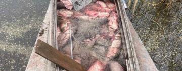 Сітками виловив понад 100 одиниць різних видів риб