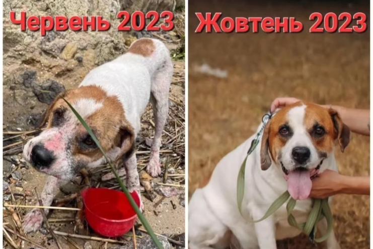 Після затоплення Херсона, дивом доплив до Одеси: волонтери розповіли подальшу долю пса Боніфація (відео)