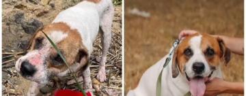 Після затоплення Херсона, дивом доплив до Одеси: волонтери розповіли подальшу долю пса Боніфація (відео)