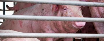 На Одещині виявлено 13 трупів свиней: аналіз підтвердив африканську чуму 