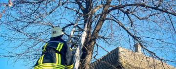 На Одещині рятувальники на автодрабині знімали з дерева кота