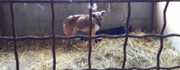 Двоє померли від голоду: на Одещині рятували тварин, яких власниця закрила в будинку і зникла