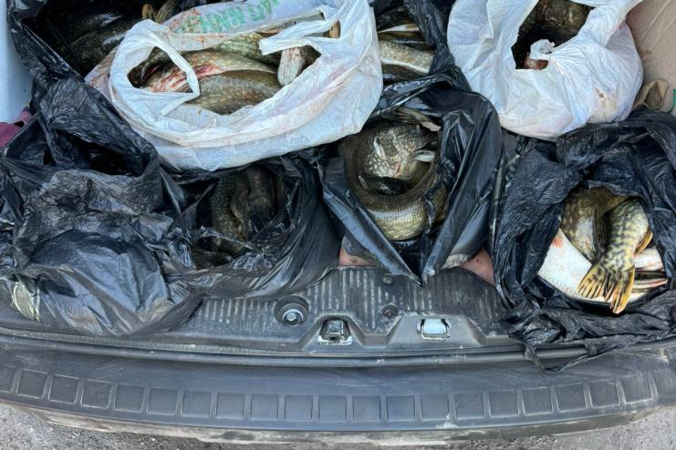 На Одещині затримали чоловіка з повним багажником щук