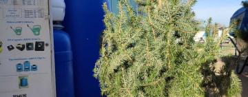 Ялинковий ярмарок в Арцизі