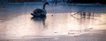 На Одещині ДСНС врятувала лебедя з крижаної пастки