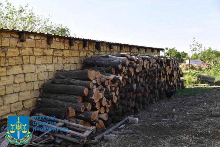 «Напиляв» на 145 млн грн: на Одещині судитимуть посадовця лісового господарства