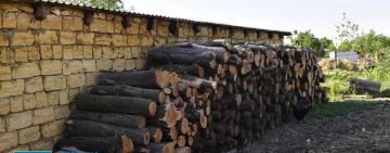 «Напиляв» на 145 млн грн: на Одещині судитимуть посадовця лісового господарства