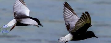 Білокрилі крячки не встигли відлетіти у теплі краї