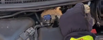 На Одещині дістали котика з-під капоту: кожне життя важливе