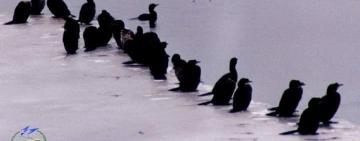 Червонокнижні баклани зимують на Тузлівських лиманах