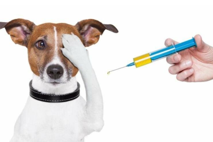 Французькі ветеринари проведуть стерилізацію собак у Татарбунарах