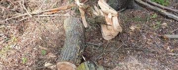 В Болградському та Ізмаїльському районах викрито чорних лісорубів