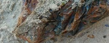 «Вбивча знахідка»: пильні одесити повідомили про жахливу знахідку в пакеті