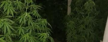 Житель Болградського району вирощував коноплю одразу у трьох занедбаних будинках 