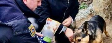 Собаку, над яким знущалась неповнолітня з Одещини, вилучили і передали у притулок (відео)