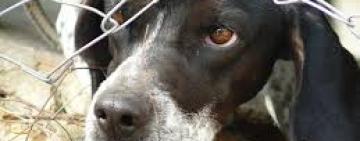 Неповнолітня жителька Одещині лезом різала собаку і знімала знущання на телефон