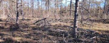 Рекордний за роки спостережень буревій наробив лиха в заповіднику в Одеській області