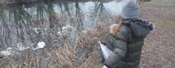 На Одещині дедалі частіше фіксується загибель лебедів