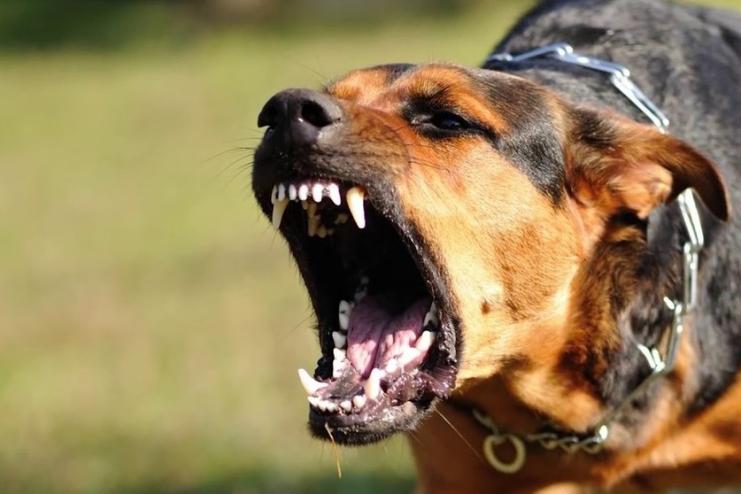 На Одещині власнику пса, який загриз двох собак, виписали штраф розміром 340 грн
