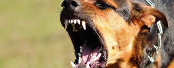 На Одещині власнику пса, який загриз двох собак, виписали штраф розміром 340 грн