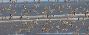 На лиманах Одещини зимують рідкісні птахи