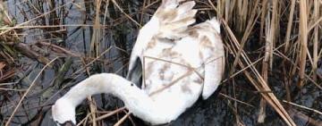 На Одещині ввели карантин через масову гибель лебедів від грипу