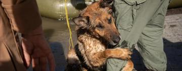 Вівчарка Багіра, яку врятували після підриву Каховської ГЕС, знайшла родину